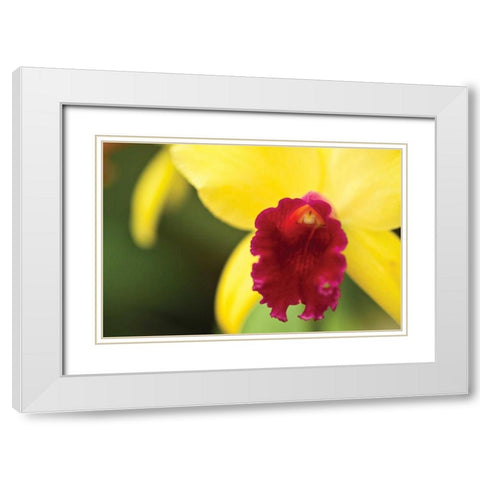 Pink Velvet White Modern Wood Framed Art Print with Double Matting by Styber, Dana