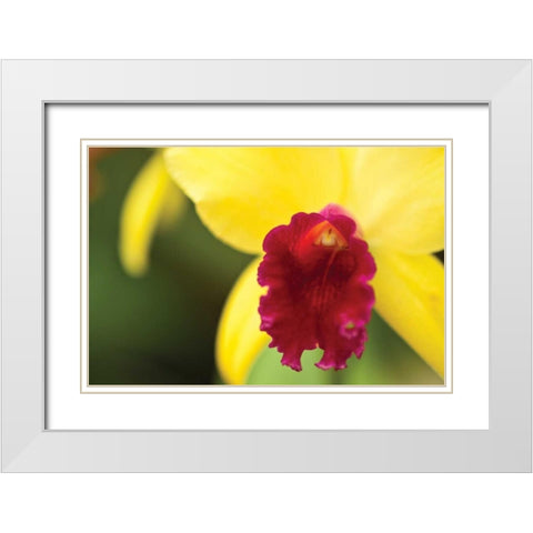 Pink Velvet White Modern Wood Framed Art Print with Double Matting by Styber, Dana