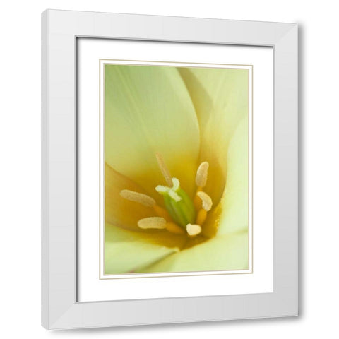Yellow Burst I White Modern Wood Framed Art Print with Double Matting by Styber, Dana