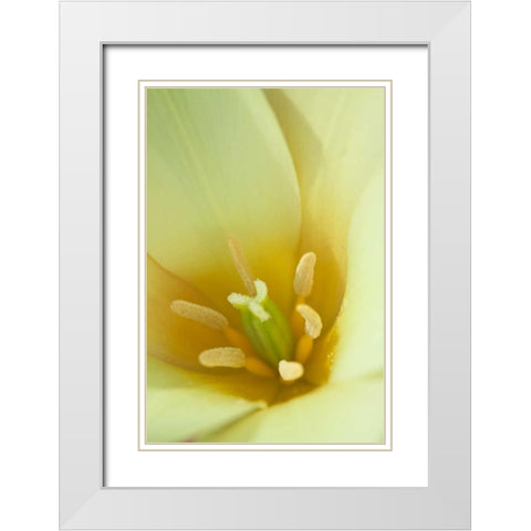 Yellow Burst I White Modern Wood Framed Art Print with Double Matting by Styber, Dana