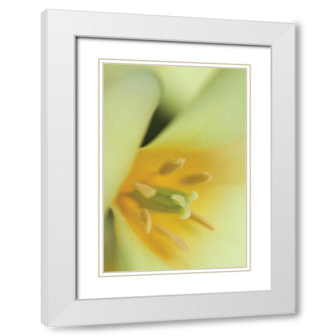 Yellow Burst II White Modern Wood Framed Art Print with Double Matting by Styber, Dana