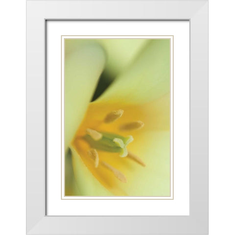 Yellow Burst II White Modern Wood Framed Art Print with Double Matting by Styber, Dana