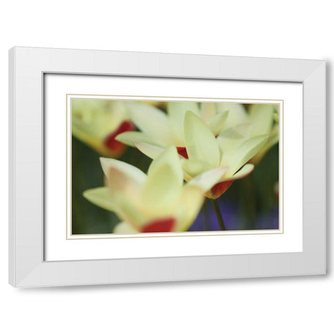 Yellow Cream I White Modern Wood Framed Art Print with Double Matting by Styber, Dana