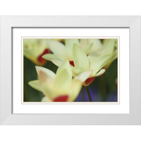 Yellow Cream I White Modern Wood Framed Art Print with Double Matting by Styber, Dana