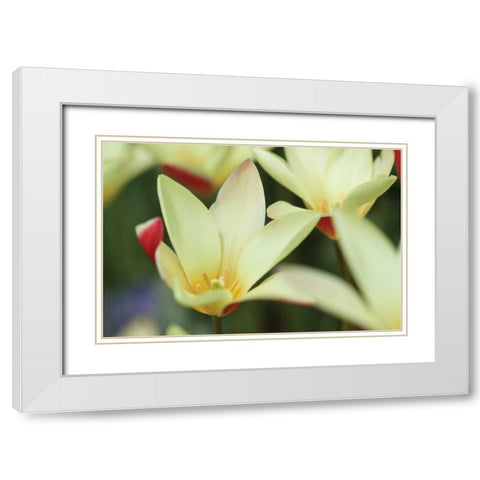 Yellow Cream II White Modern Wood Framed Art Print with Double Matting by Styber, Dana
