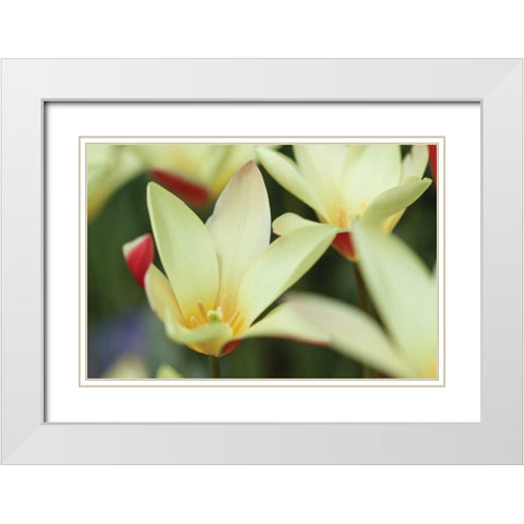 Yellow Cream II White Modern Wood Framed Art Print with Double Matting by Styber, Dana