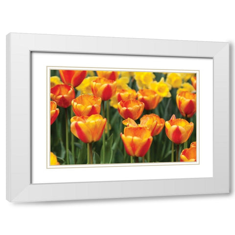 Tulip March I White Modern Wood Framed Art Print with Double Matting by Styber, Dana
