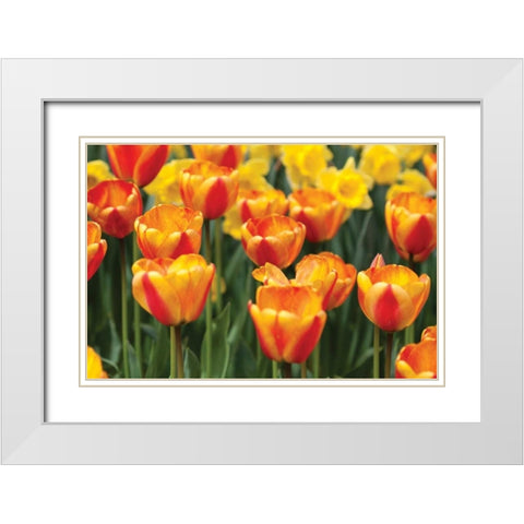 Tulip March I White Modern Wood Framed Art Print with Double Matting by Styber, Dana