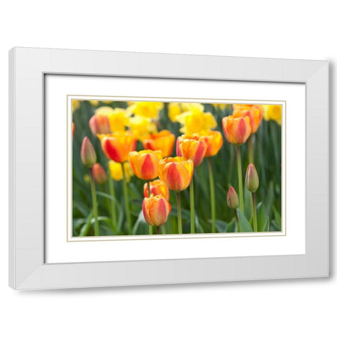 Tulip March II White Modern Wood Framed Art Print with Double Matting by Styber, Dana
