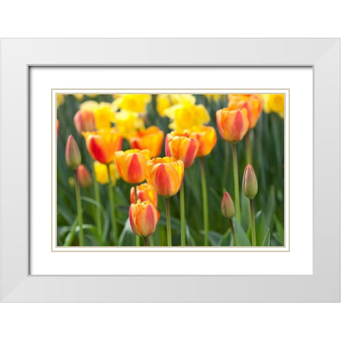 Tulip March II White Modern Wood Framed Art Print with Double Matting by Styber, Dana
