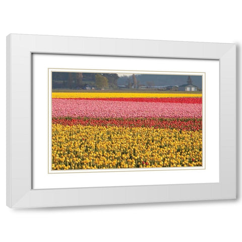 Reds Pinksand Yellows White Modern Wood Framed Art Print with Double Matting by Styber, Dana