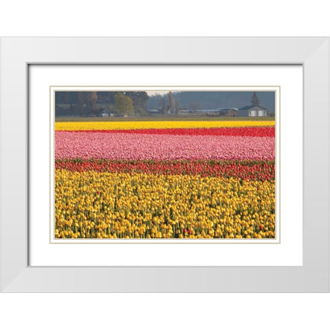 Reds Pinksand Yellows White Modern Wood Framed Art Print with Double Matting by Styber, Dana