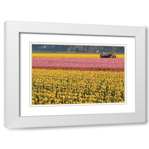 Tractor and Tulips I White Modern Wood Framed Art Print with Double Matting by Styber, Dana