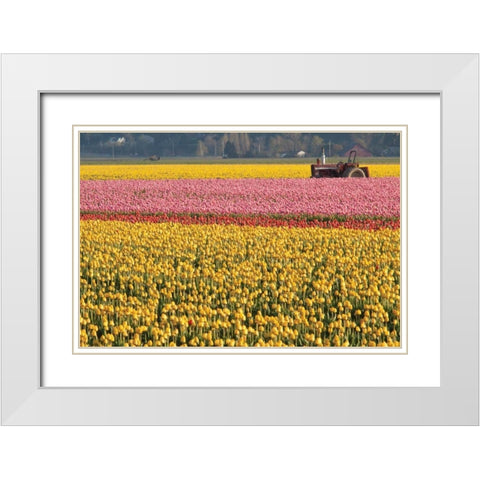 Tractor and Tulips I White Modern Wood Framed Art Print with Double Matting by Styber, Dana