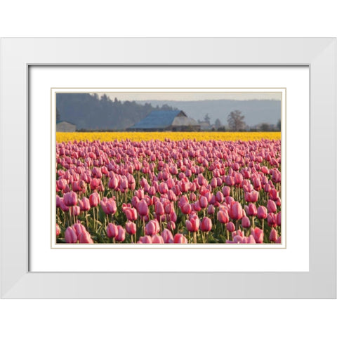 In the Pink White Modern Wood Framed Art Print with Double Matting by Styber, Dana