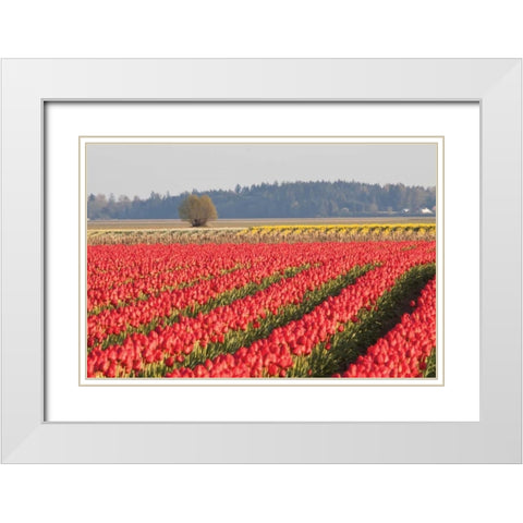 Lonesome Tree White Modern Wood Framed Art Print with Double Matting by Styber, Dana
