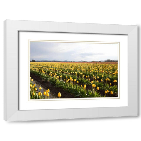 Tulips at Sunset V White Modern Wood Framed Art Print with Double Matting by Styber, Dana