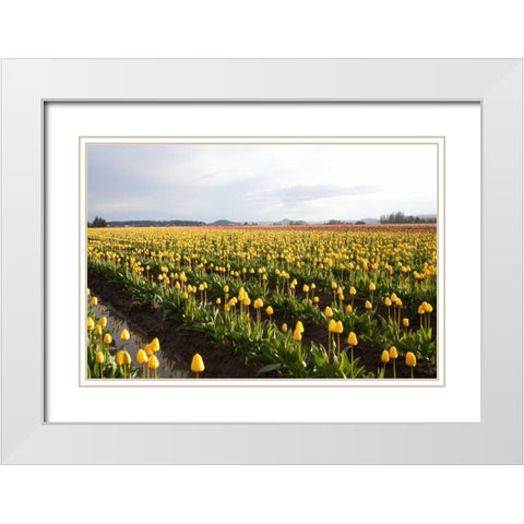 Tulips at Sunset V White Modern Wood Framed Art Print with Double Matting by Styber, Dana