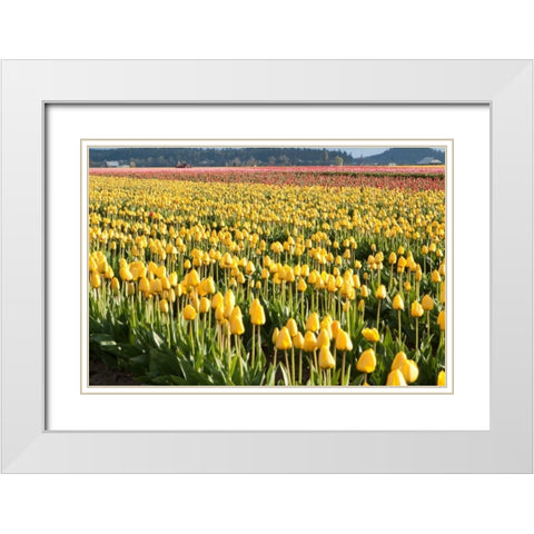 Yellow and Orange Tulips II White Modern Wood Framed Art Print with Double Matting by Styber, Dana