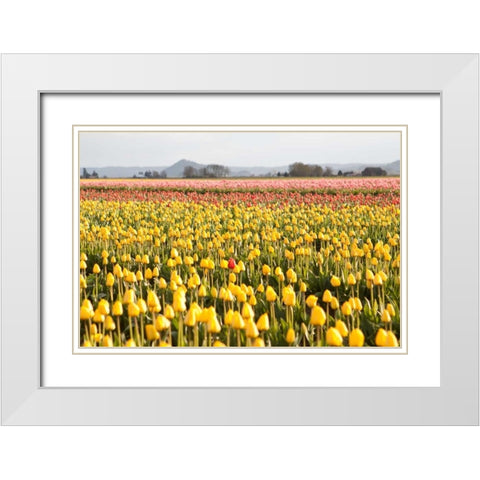 Yellow and Orange Tulips III White Modern Wood Framed Art Print with Double Matting by Styber, Dana