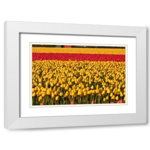 Band of Red White Modern Wood Framed Art Print with Double Matting by Styber, Dana