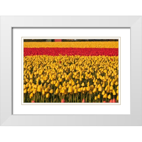 Band of Red White Modern Wood Framed Art Print with Double Matting by Styber, Dana
