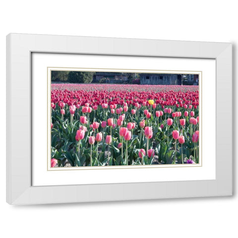 Yellow Among Pinks White Modern Wood Framed Art Print with Double Matting by Styber, Dana
