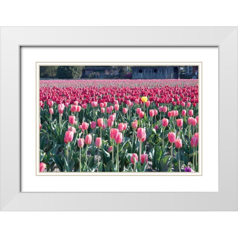 Yellow Among Pinks White Modern Wood Framed Art Print with Double Matting by Styber, Dana