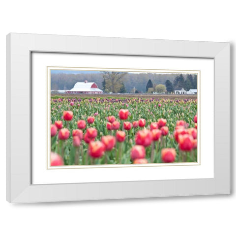 Tulip Homestead White Modern Wood Framed Art Print with Double Matting by Styber, Dana
