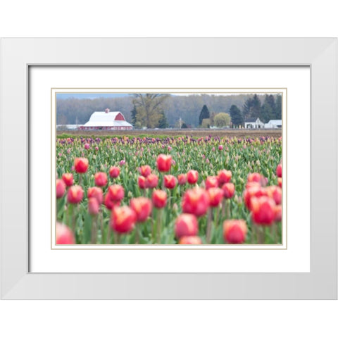 Tulip Homestead White Modern Wood Framed Art Print with Double Matting by Styber, Dana