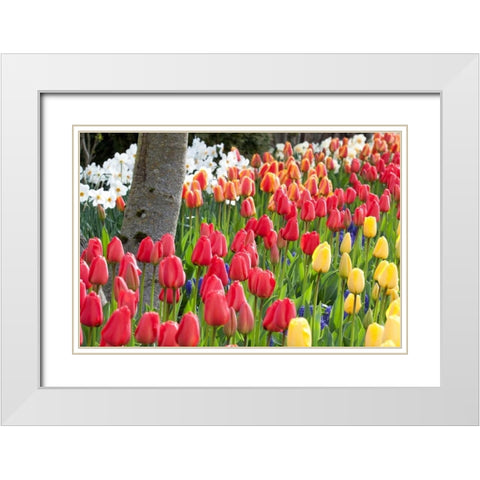Tulip Bed I White Modern Wood Framed Art Print with Double Matting by Styber, Dana