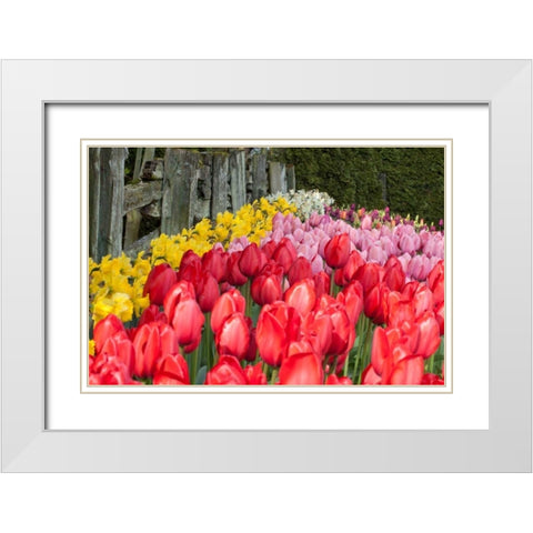 Tulip Bed II White Modern Wood Framed Art Print with Double Matting by Styber, Dana
