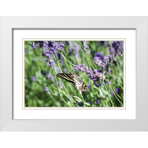 Lavender and Butterfly I White Modern Wood Framed Art Print with Double Matting by Styber, Dana