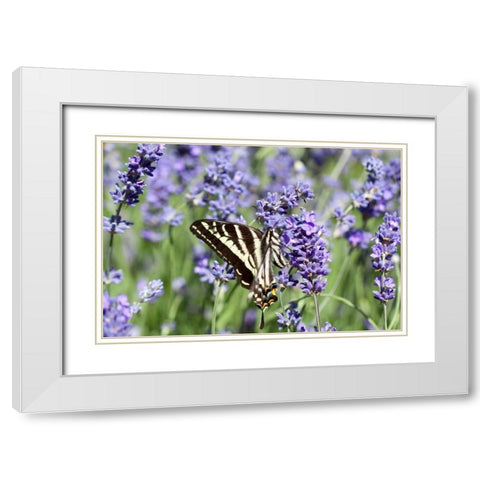 Lavender and Butterfly II White Modern Wood Framed Art Print with Double Matting by Styber, Dana