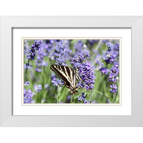 Lavender and Butterfly II White Modern Wood Framed Art Print with Double Matting by Styber, Dana