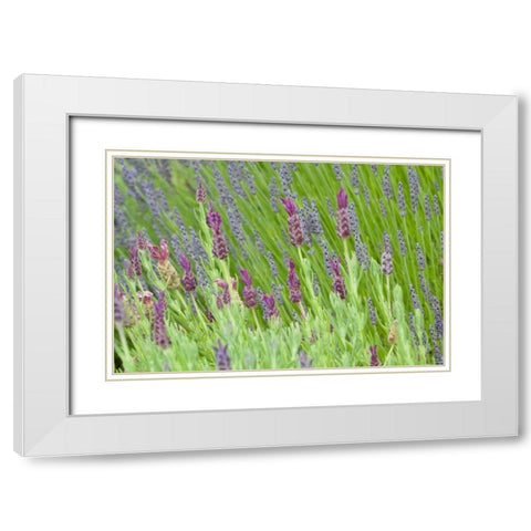 Lavender Sway I White Modern Wood Framed Art Print with Double Matting by Styber, Dana
