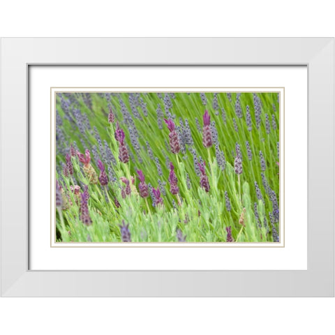 Lavender Sway I White Modern Wood Framed Art Print with Double Matting by Styber, Dana