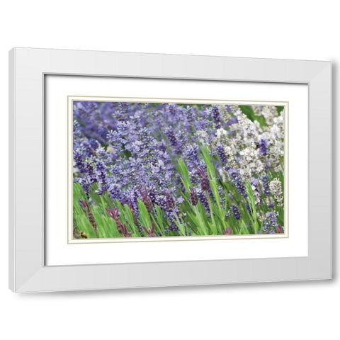 Lavender Sway II White Modern Wood Framed Art Print with Double Matting by Styber, Dana
