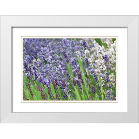Lavender Sway II White Modern Wood Framed Art Print with Double Matting by Styber, Dana