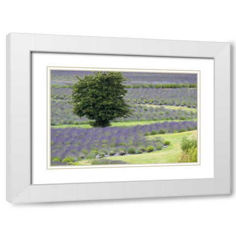 Lavender Field and Tree White Modern Wood Framed Art Print with Double Matting by Styber, Dana