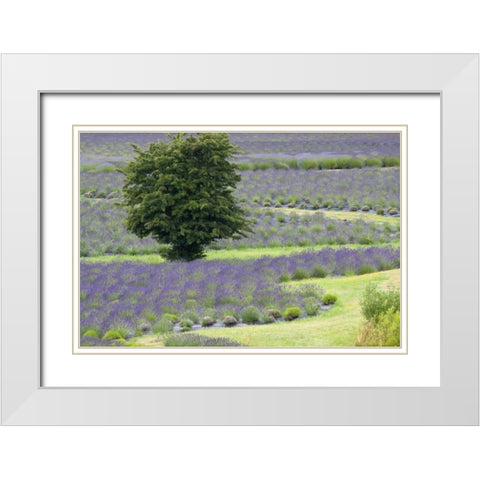 Lavender Field and Tree White Modern Wood Framed Art Print with Double Matting by Styber, Dana