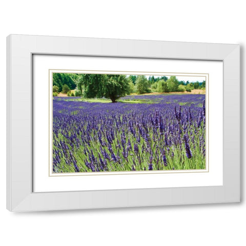 Lavender Field I White Modern Wood Framed Art Print with Double Matting by Styber, Dana