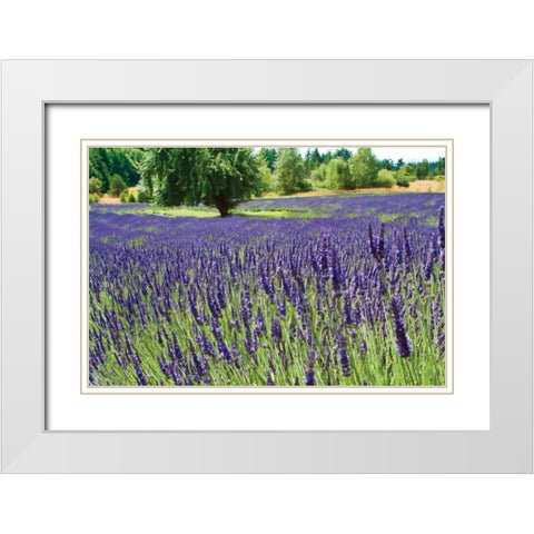 Lavender Field I White Modern Wood Framed Art Print with Double Matting by Styber, Dana