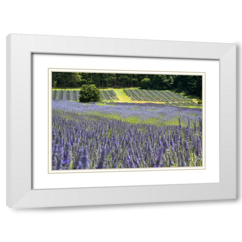 Lavender Field II White Modern Wood Framed Art Print with Double Matting by Styber, Dana
