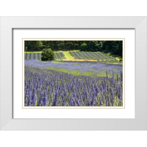 Lavender Field II White Modern Wood Framed Art Print with Double Matting by Styber, Dana