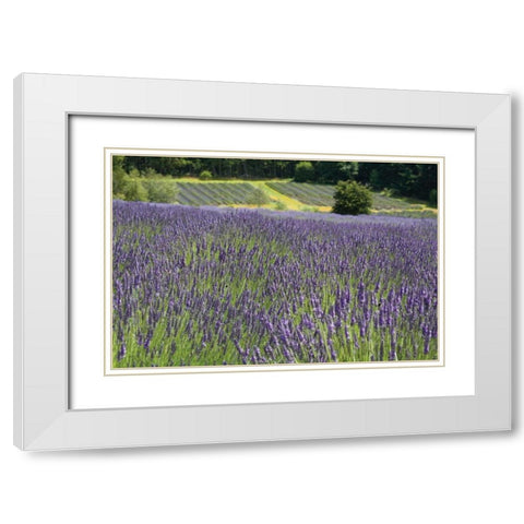 Lavender Field III White Modern Wood Framed Art Print with Double Matting by Styber, Dana