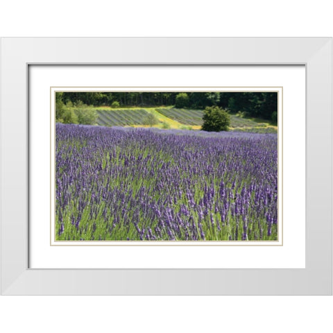 Lavender Field III White Modern Wood Framed Art Print with Double Matting by Styber, Dana