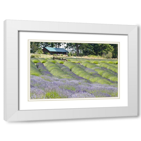 Lavender Hill I White Modern Wood Framed Art Print with Double Matting by Styber, Dana