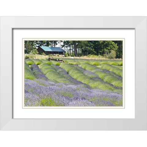 Lavender Hill I White Modern Wood Framed Art Print with Double Matting by Styber, Dana