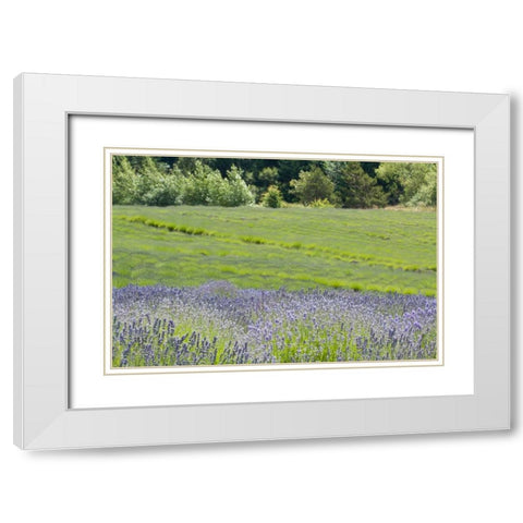Lavender Hill II White Modern Wood Framed Art Print with Double Matting by Styber, Dana